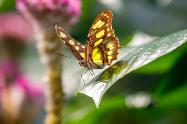 istock close up of butterfly on leaf 1306569953