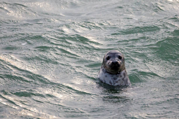A Seal in the water
