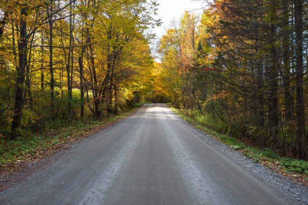 istock Deserted back road through a deciduous forest at the peak of autumn colours 1306570043