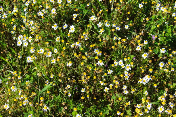 chamomile flowers in grass, dominant chamomile flowers, background, banner. - m chamomilla imagens e fotografias de stock