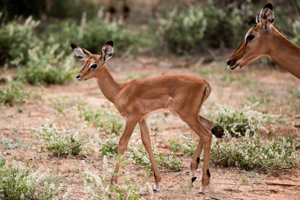 Impala Fawn in Samburu National Reserve