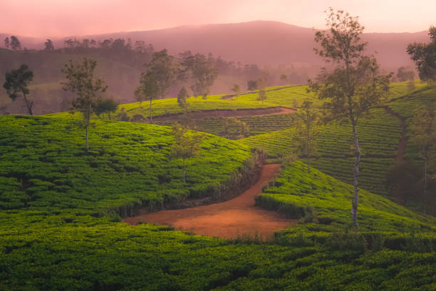 istock Nuwara Eliya Sunset, Sri Lanka 1306571841