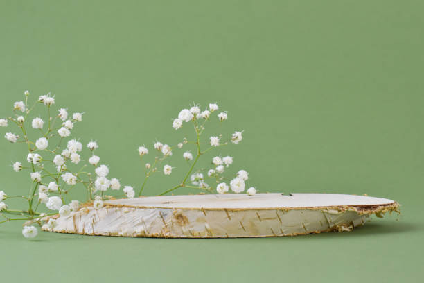 A minimalistic scene of a felled birch tree lies against a natural green background. Showcase with a stage for natural products. Empty space A minimalistic scene of a felled tree lies with flowers on a natural background. Catwalk for the presentation of products and cosmetics. Showcase with a stage for natural products. Empty space makeup product photography stock pictures, royalty-free photos & images