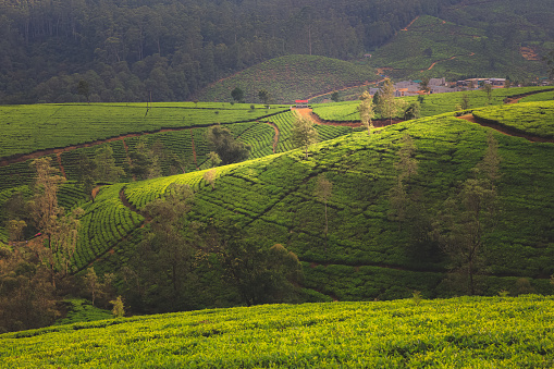 Dramatic light and shadow over a landscape countryside view of Sri Lankan hill country and tea plantations in Nuwara Eliya village, Sri Lanka.