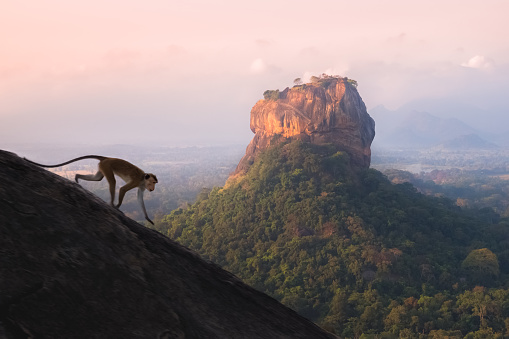 A toque macaque monkey runs down a slope at Pidurangala Hill with a jungle landscape view of the ancient Sigiriya rock fortress in the background in Sri Lanka.