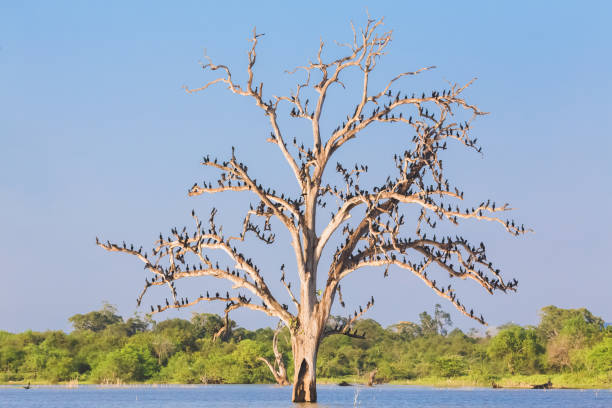 istock Cormorants in a Tree, Sri Lanka 1306571964