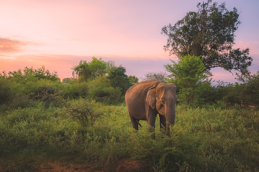 A Sri Lankan elephant (Elephas maximus maximus), subspecies of the Asian elephant grazing in the jungle of Udawalawe National Park, Sri Lanka at sunset or sunrise.