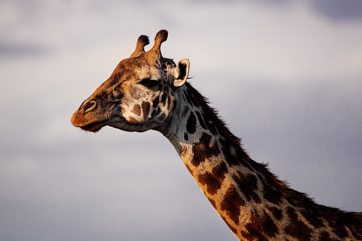 Close-up of reticulated giraffe licking its lips