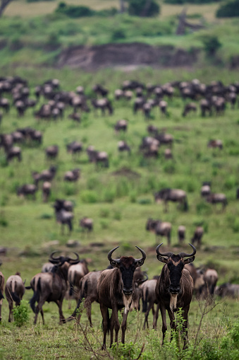 Wildebeest herd seen during the Great Migration