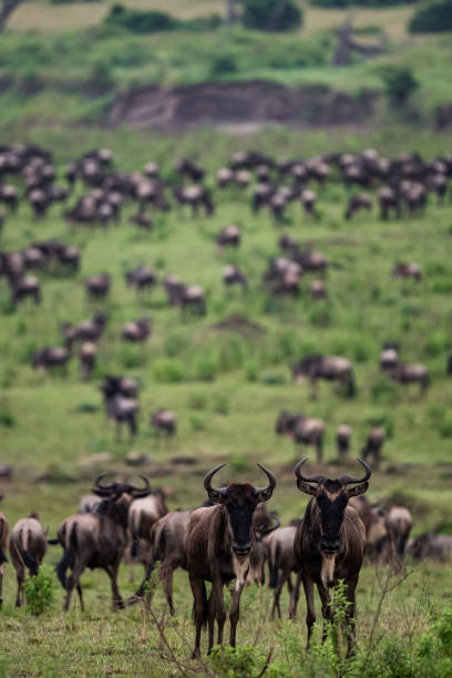 Wildebeest herd seen during the Great Migration stock photo