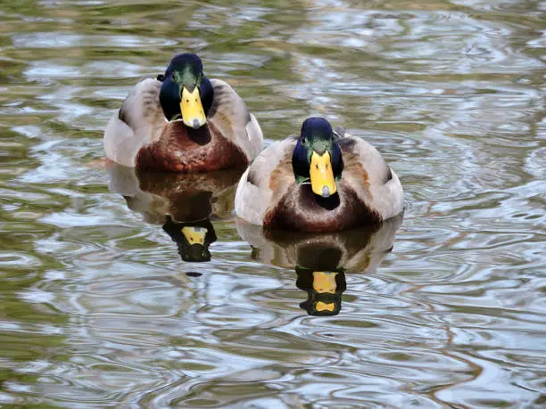 Photo of Two Swimming Mallard Ducks