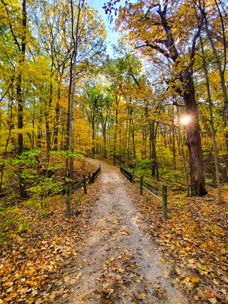 istock Hiking path at a forest during the autumn season 1306573739