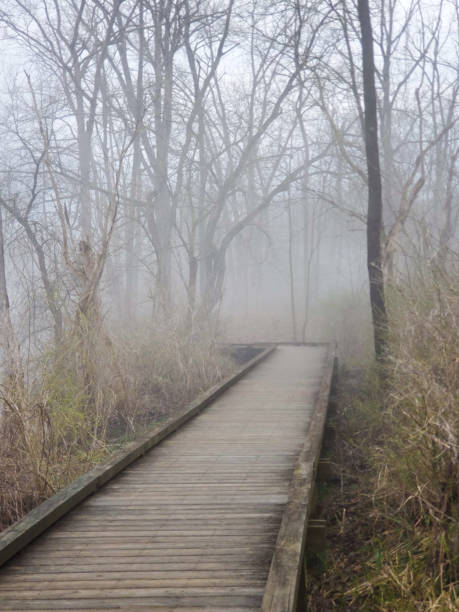 istock wooden pathway bridge in the forest 1306573754