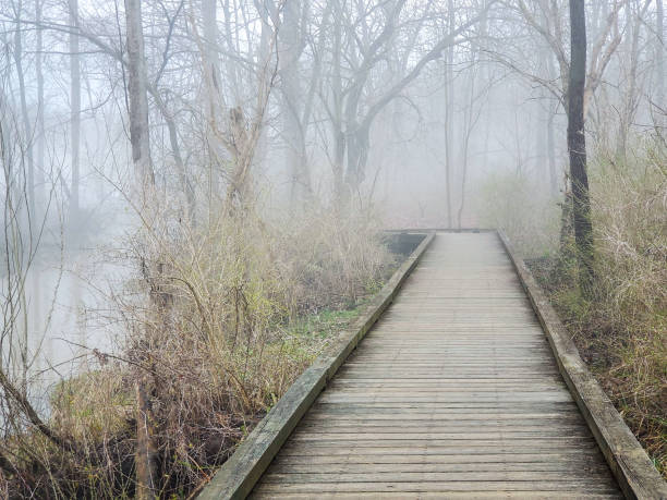 istock wooden pathway bridge in the forest 1306573760