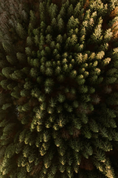 istock Aerial view of the woods 1306573766