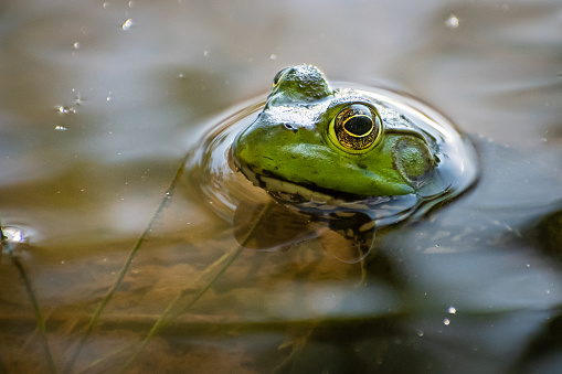 Frog in water with it's head out