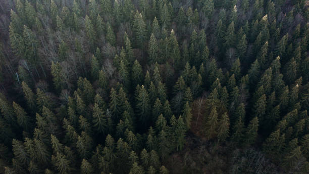 istock Aerial view of the forrest 1306573851