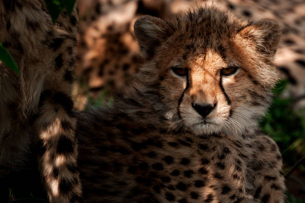 istock Cheetah Cub in Masai Mara 1306573854