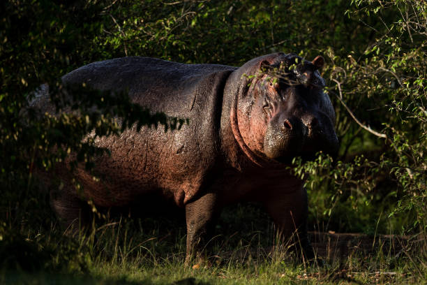 istock Hippopotamus in the Masai Mara 1306574522