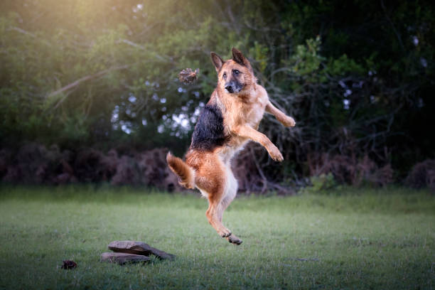 istock German Shepherd dog jumping in a field 1306574686