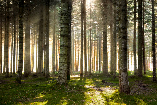 istock Forest with sunny ray of light. 1306575490