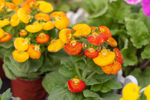 kwitnące kalceolaria i zielone liście, calceolaria herbeohybrida voss - slipper flower zdjęcia i obrazy z banku zdjęć