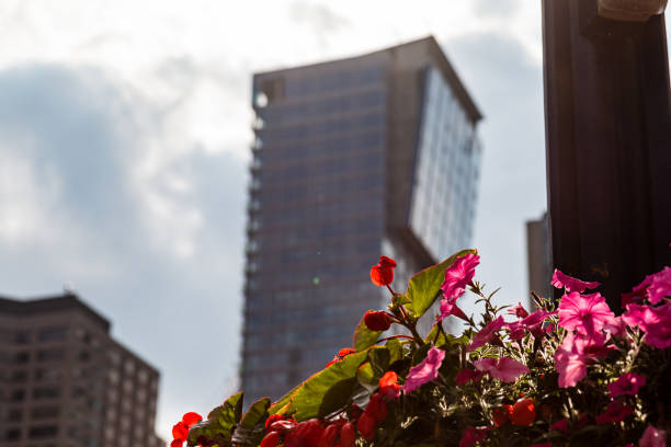 istock Red flowers in front of a Skyscraper in Downtown Toronto. 1306577160