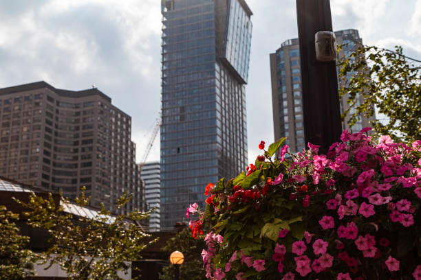 istock Red flowers in front of a Skyscraper in Downtown Toronto. 1306577178