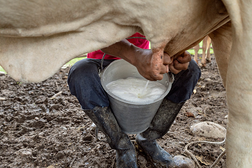 Latino man between 40-45 years old milking cow on cattle farm