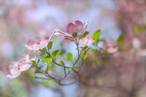 Side view of dogwood flowers with pleasant strong bokeh of branches and leaves on a sunny spring day