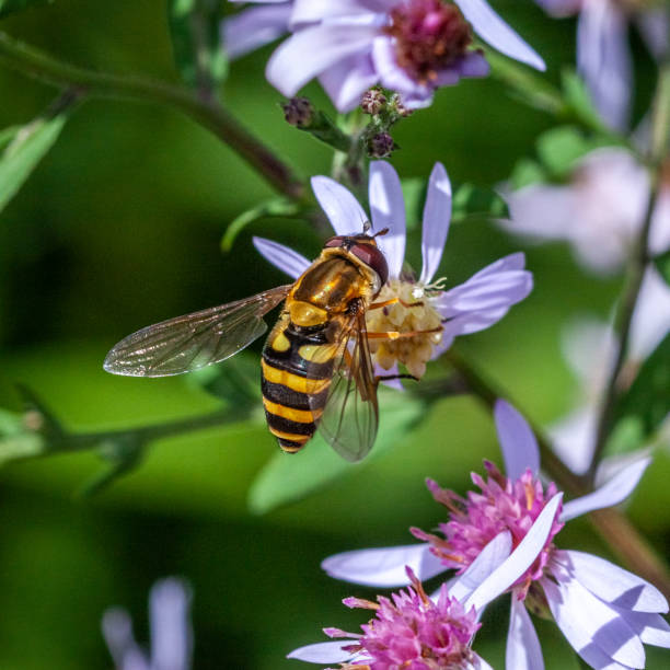 syrphe, epistrophe grossulariae, smoothtail dalle corna nere, syrphini, syrphidae. - insect animal eye flower flower head foto e immagini stock