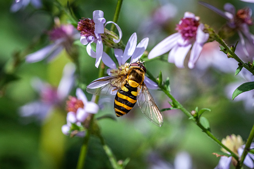 A Hoverfly forages a flower.