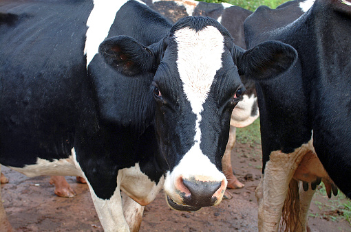 Dairy cattle in dairy farm.