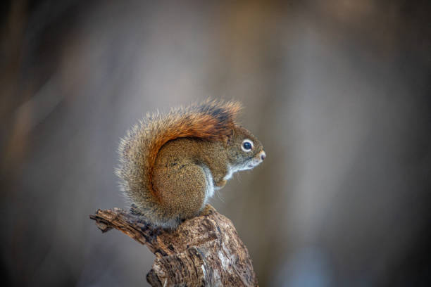 istock American Red Squirrel, (Tamiasciurus hudsonicus), American red squirrel 1306583998