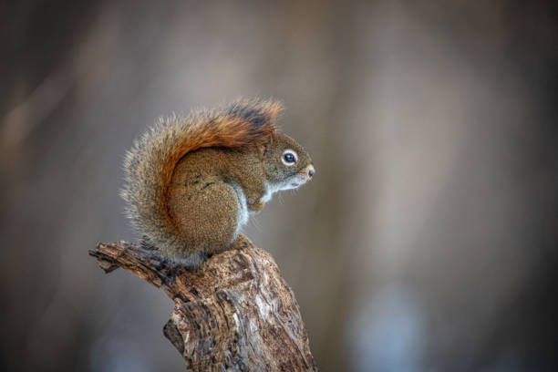 istock American Red Squirrel, (Tamiasciurus hudsonicus), American red squirrel 1306584034