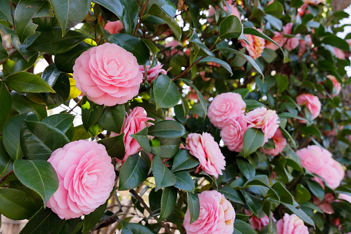 Beautifully blooming pink camellia flowers