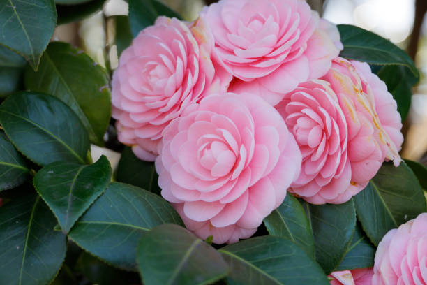 istock Beautifully blooming pink camellia flowers 1306587076