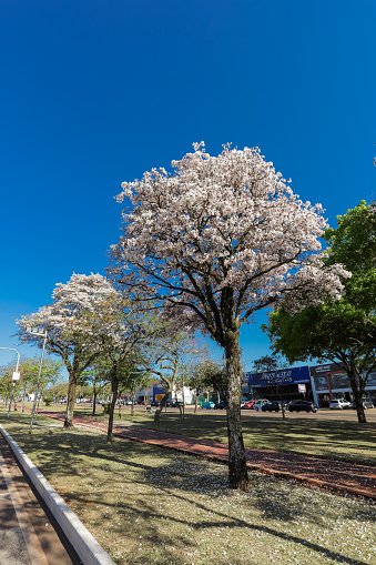 Flowering white ipe trees planted along a cycle path located on Avenida Brasil, in Cascavel