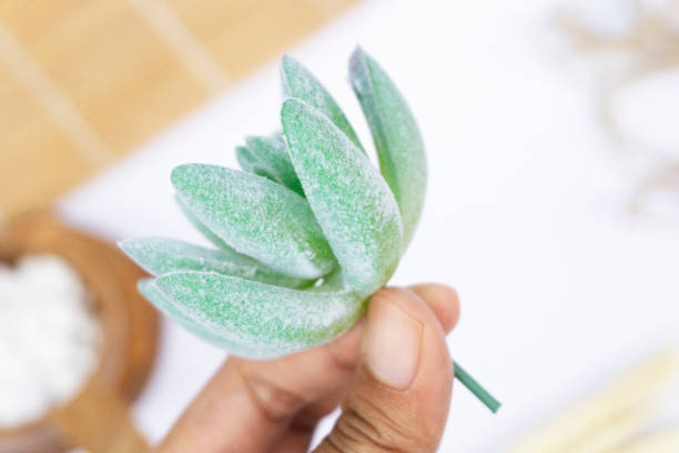 Artificial Mini Succulents stock photo