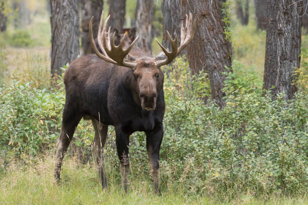 istock Bull moose comfortable in his home forest pauses his eating. 1306590816