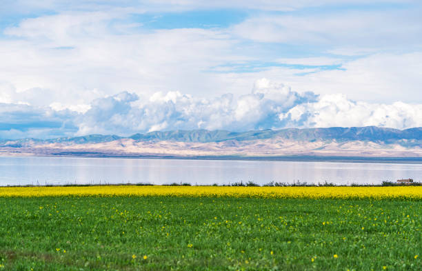 beautiful landscape in qinghai lake with cole flower