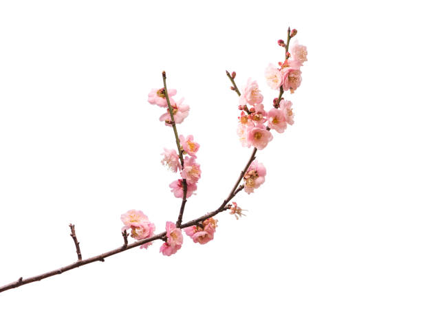 istock pink plum blooming flowers isolated on white background 1306592671