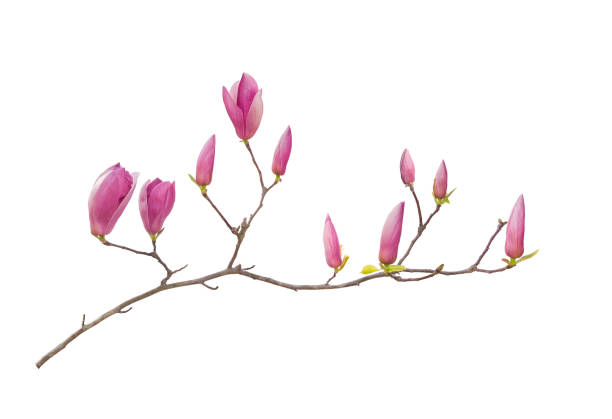 istock magnolia flowers isolated on white 1306593903