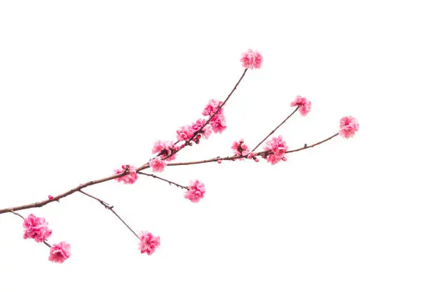Peach blossom flower isolated