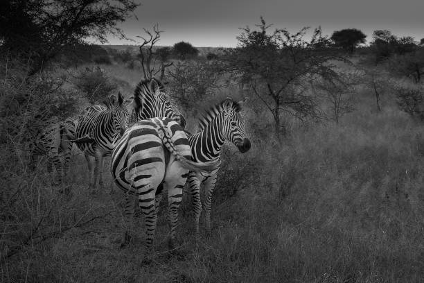 istock A herd of zebras 1306594439