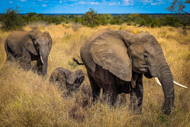 istock An elephant family walking at Kruger National Park 1306594446