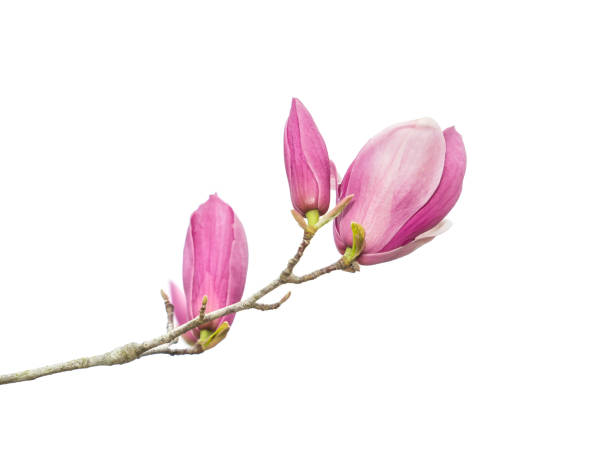 istock magnolia flowers isolated on white 1306594519