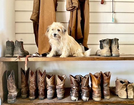 Perro pequeño en granja rural se sienta entre botas photo