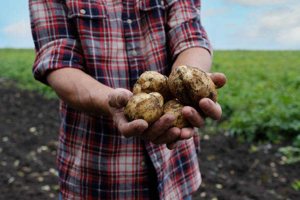 istock Farmer holds potato tubers in hands 1306599681