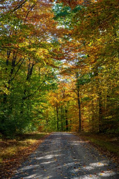 istock Colorful Autumn Road 1306600491